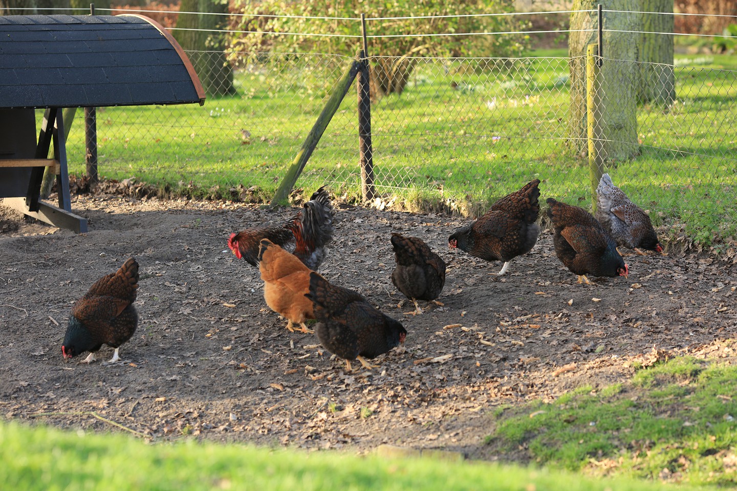 Dierenweitje Studieruimte 3: buiten is een dierenweitje